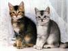Ouriel - Chat - Kittens