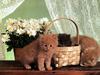 Ouriel - Chat - Kittens and basket