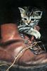 Ouriel - Chat - Kitten in shoe