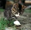 Ouriel - Chat - Kitten in curiosity