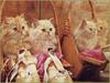 Kittens in baskets