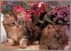 Kittens under flower