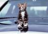 Kitten on vehicle