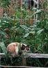 Domestic Cat on corn field fence