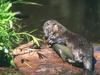 North American River Otter (Lontra canadensis) eating brook trout