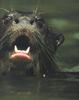 Giant Otter (Pteronura brasiliensis) face