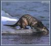 North American River Otter (Lontra canadensis) on icy stream