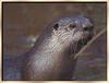 North American River Otter (Lontra canadensis) face