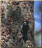 Acorn Woodpecker (Melanerpes formicivorus) - acorn storage