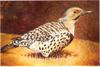 [Animal Art] Northern Flicker (Colaptes auratus)