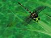 [3D Graphics] Dragonfly (Anisoptera)