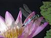 Dragonfly (Anisoptera) on lotus flower