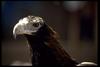 Wedge-tailed Eagle (Aquila audax) head