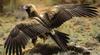 Wedge-tailed Eagle (Aquila audax) on roo carrion