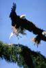 Bald Eagle (Haliaeetus leucocephalus) pair taking off