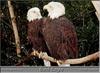 Bald Eagle (Haliaeetus leucocephalus) pair - Birmingham Zoo