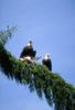 Bald Eagle (Haliaeetus leucocephalus) pair