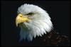 Bald Eagle (Haliaeetus leucocephalus) face