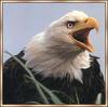 Bald Eagle (Haliaeetus leucocephalus) calling