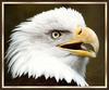 Bald Eagle (Haliaeetus leucocephalus) face
