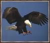 Bald Eagle (Haliaeetus leucocephalus) landing