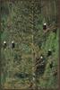 Bald Eagle (Haliaeetus leucocephalus) flock on tree