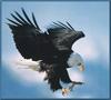 Bald Eagle (Haliaeetus leucocephalus) hunting