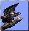 Bald Eagle (Haliaeetus leucocephalus) juvenile