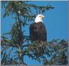 Bald Eagle (Haliaeetus leucocephalus) perching on tree
