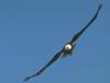 Bald Eagle (Haliaeetus leucocephalus) flying