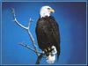 Bald Eagle (Haliaeetus leucocephalus) perched