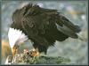 Bald Eagle (Haliaeetus leucocephalus) dinner