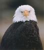 Bald Eagle (Haliaeetus leucocephalus) head