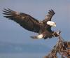 Bald Eagle (Haliaeetus leucocephalus) perching to tree