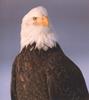 Bald Eagle (Haliaeetus leucocephalus) head