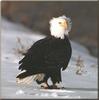 Bald Eagle (Haliaeetus leucocephalus) on snow