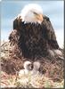 Bald Eagle (Haliaeetus leucocephalus) and chick on nest