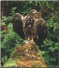 Bald Eagle (Haliaeetus leucocephalus) juvenile