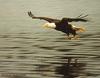 Bald Eagle (Haliaeetus leucocephalus) hunting flight