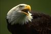 Bald Eagle (Haliaeetus leucocephalus) calling head