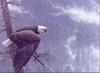 [Animal Art] Bald Eagle (Haliaeetus leucocephalus) calling