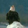 Bald Eagle (Haliaeetus leucocephalus) calling