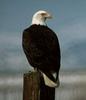 Bald Eagle (Haliaeetus leucocephalus) perching on post