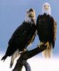 Bald Eagle (Haliaeetus leucocephalus) and juvenile
