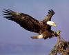 Bald Eagle (Haliaeetus leucocephalus) perching to tree