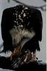 Bald Eagle (Haliaeetus leucocephalus) eating