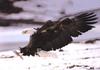 Bald Eagle (Haliaeetus leucocephalus) about to hunt