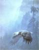 ...[Animal Art] Bald Eagle (Haliaeetus leucocephalus) in flight : Robert Bateman - Vigilance- Bald 