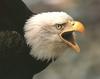 Bald Eagle (Haliaeetus leucocephalus) calling head