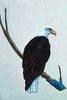 [Animal Art] Bald Eagle (Haliaeetus leucocephalus)